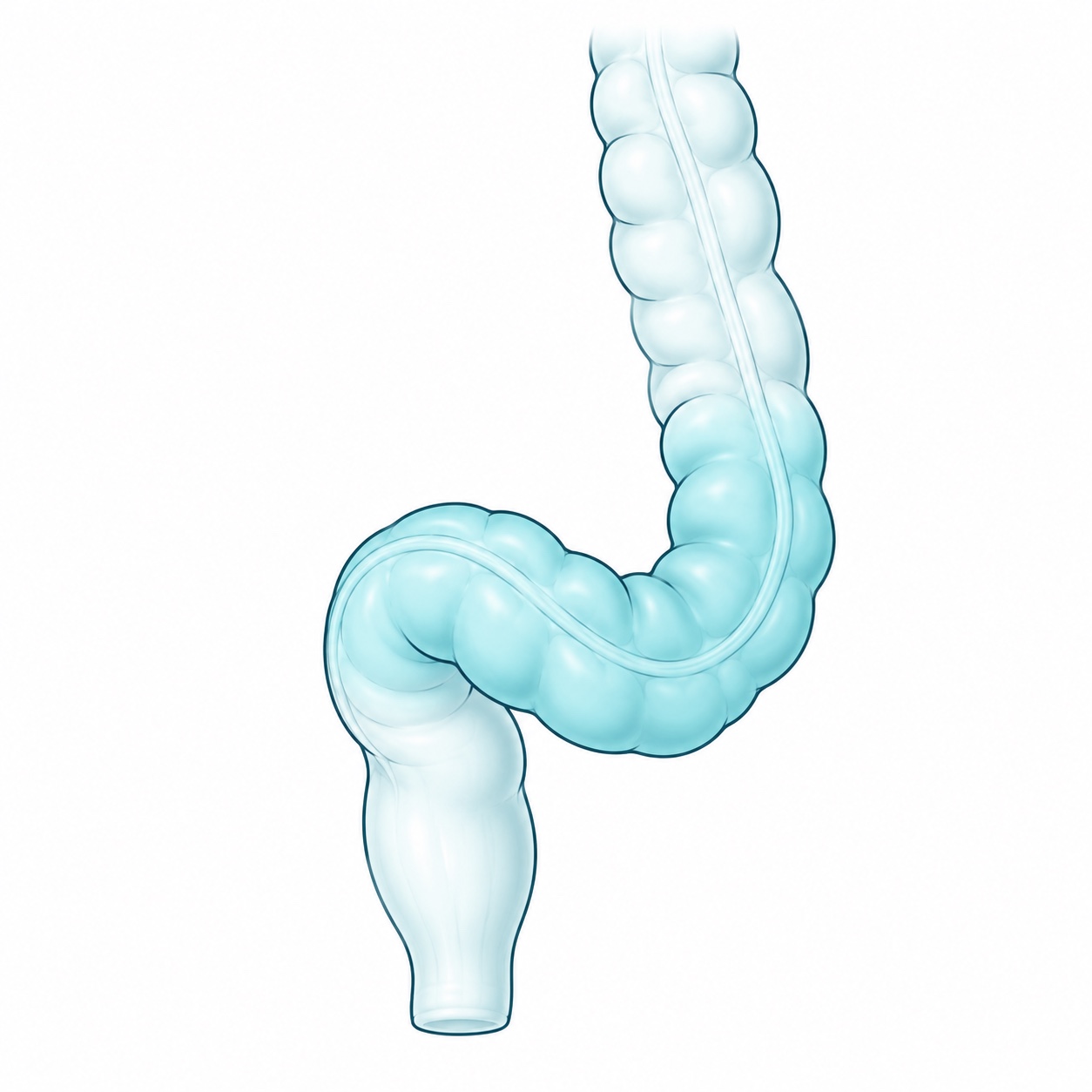 Esquema anatómico ilustrativo del colon sigmoide y recto